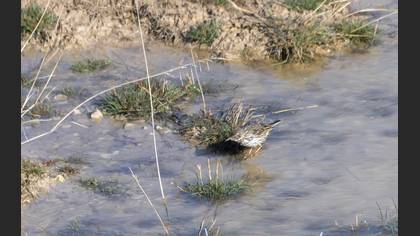 Meadow Pipit