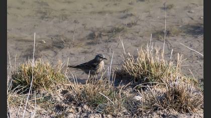 Water Pipit