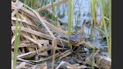 Bluethroat