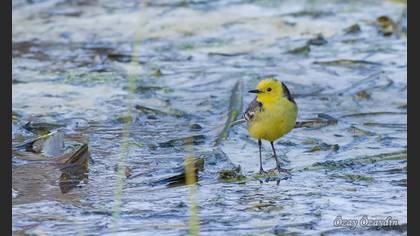 Citrine Wagtail