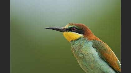 European Bee-eater