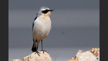 Northern Wheatear