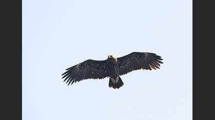 Greater Spotted Eagle