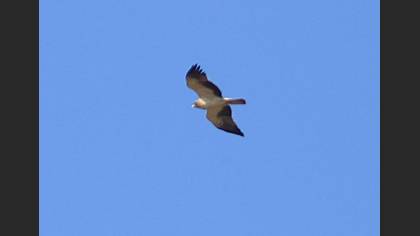 Booted Eagle