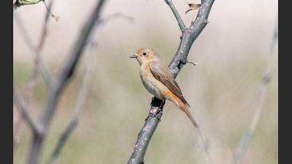 Common Redstart