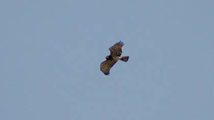 Short-toed Snake Eagle