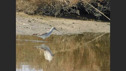 Marsh Sandpiper