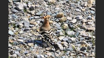 Common Hoopoe