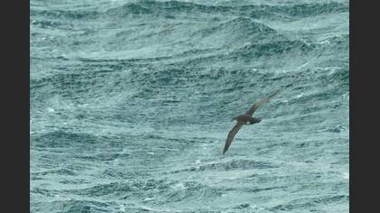 Yelkouan Shearwater