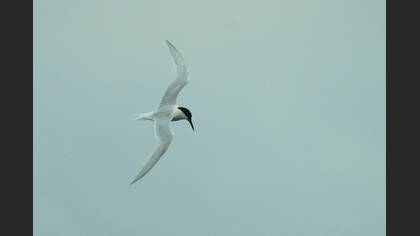 Sandwich Tern