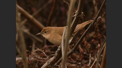 Savi`s Warbler