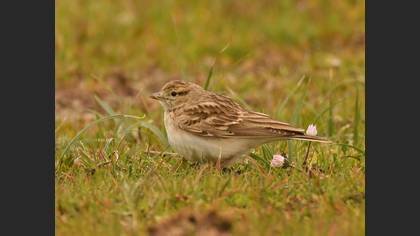 Greater Short-toed Lark