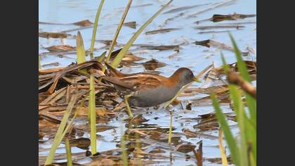 Little Crake