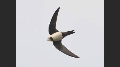 Alpine Swift