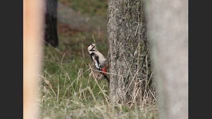 Syrian Woodpecker