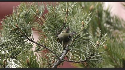 Goldcrest