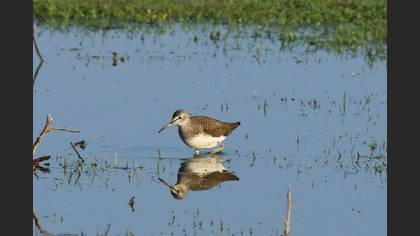 Green Sandpiper