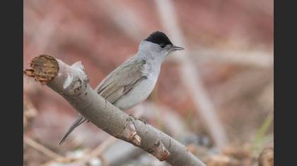 Eurasian Blackcap