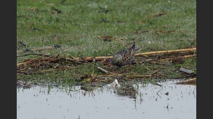 Common Starling