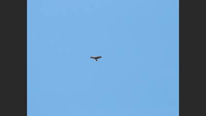 Western Marsh Harrier