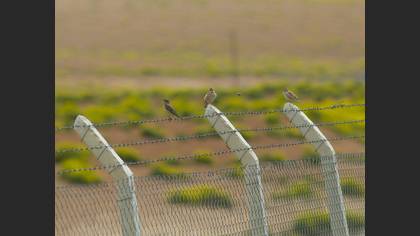 Rock Sparrow