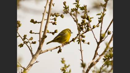 European Greenfinch