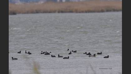 Eurasian Coot