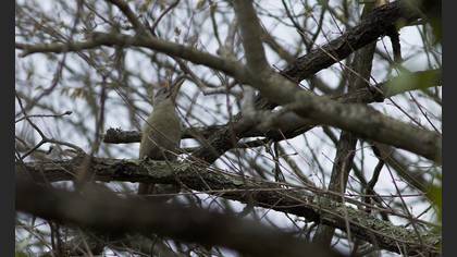 Grey-headed Woodpecker