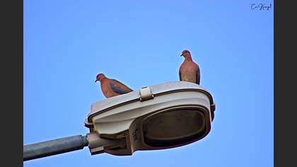 Laughing Dove