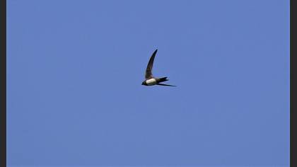 Alpine Swift