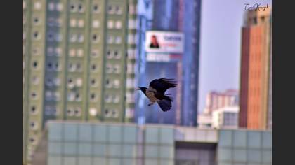 Hooded Crow