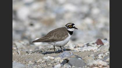 Little Ringed Plover