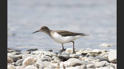 Common Sandpiper