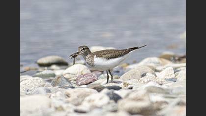 Common Sandpiper