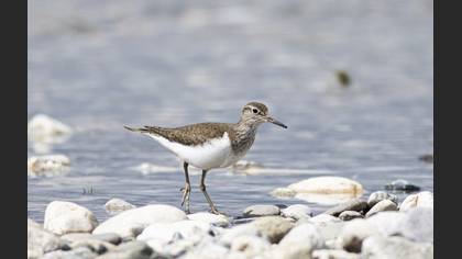 Common Sandpiper