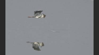 Grey Heron