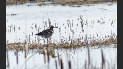 Eurasian Curlew