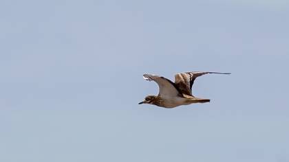Eurasian Stone-curlew