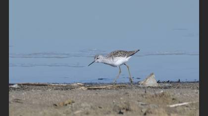 Marsh Sandpiper