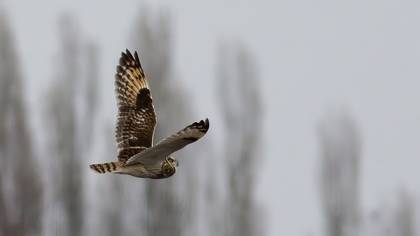 Short-eared Owl