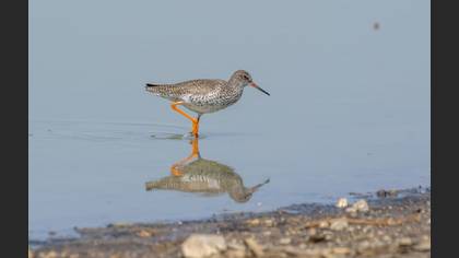 Common Redshank