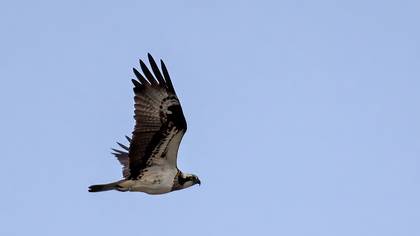 Osprey