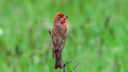 Common Rosefinch