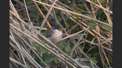Menetries`s Warbler