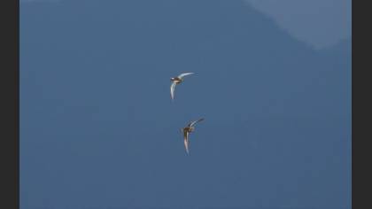 Garganey