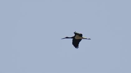 Black Stork