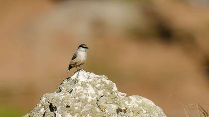 Western Rock Nuthatch