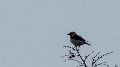 Black-eared Wheatear
