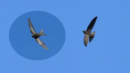 Pallid Swift