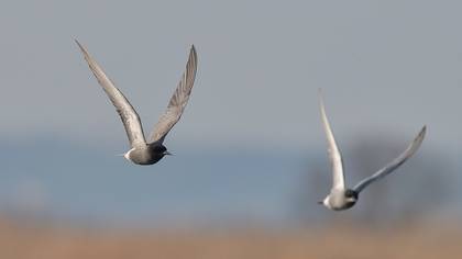 Black Tern